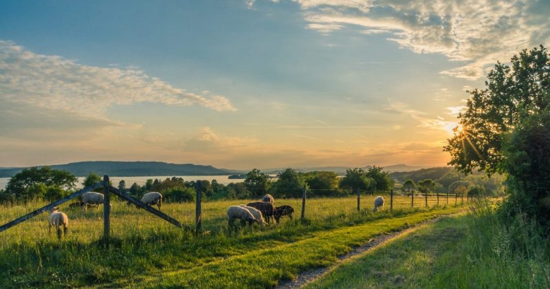 De juiste weidepalen kiezen: meer over alle verschillende soorten