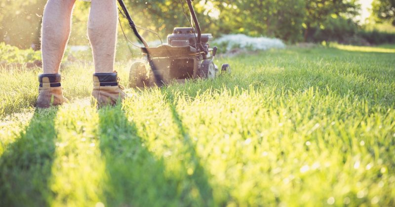 Het probleem van de Japanse duizendknoop