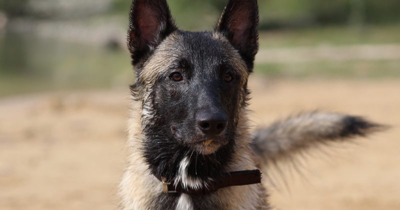 Met de hond op vakantie naar Drenthe? Leuke uitjes en verblijftips